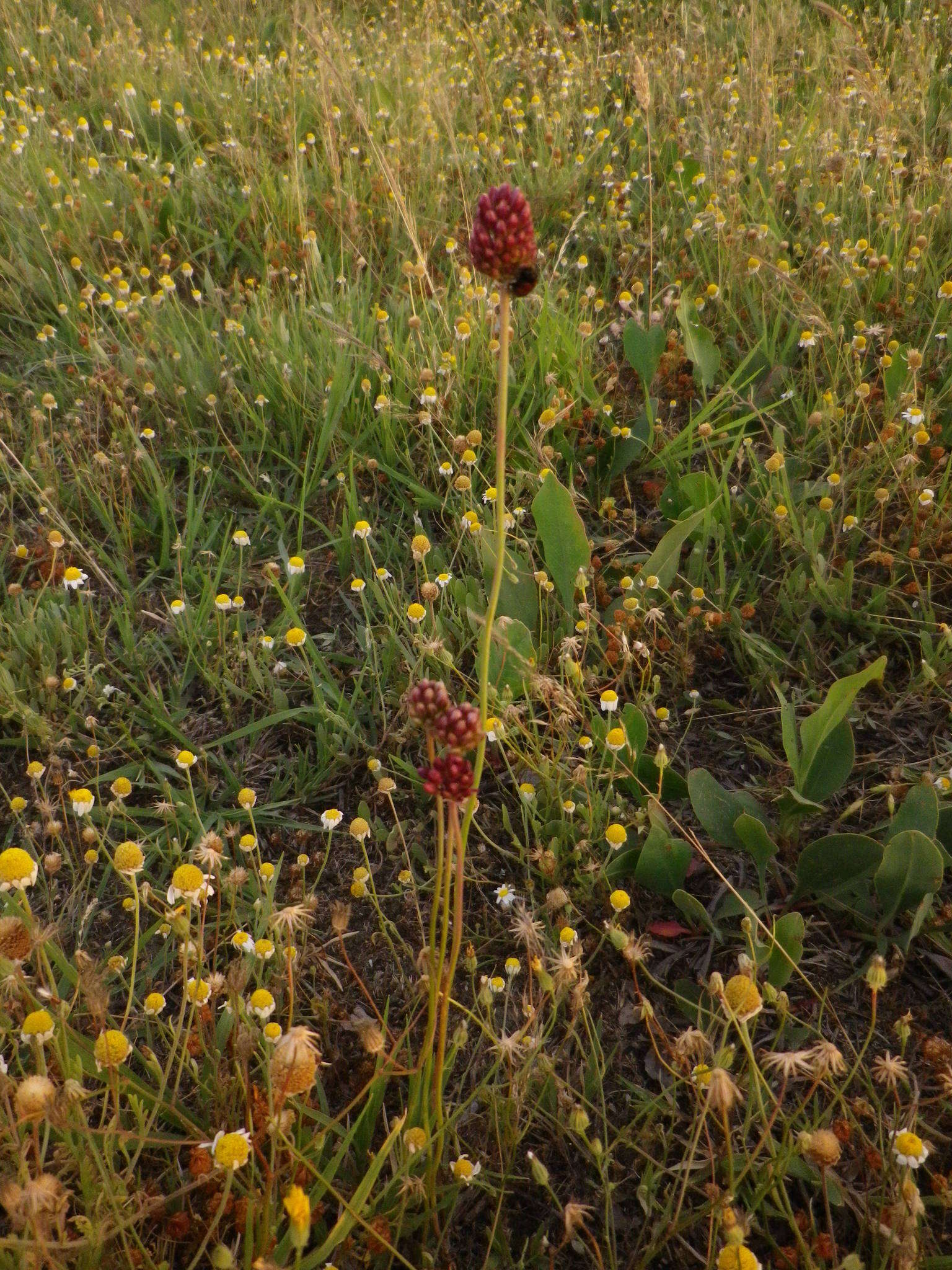 Image of Allium regelianum A. K. Becker