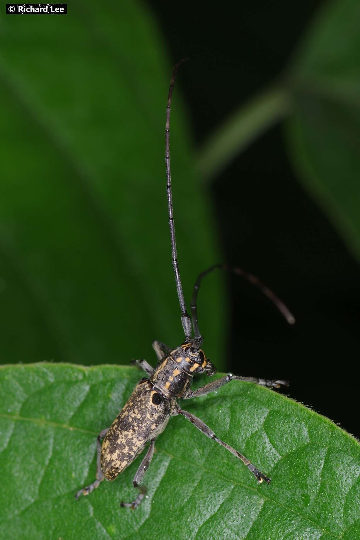 Image of Epepeotes luscus (Fabricius 1787)