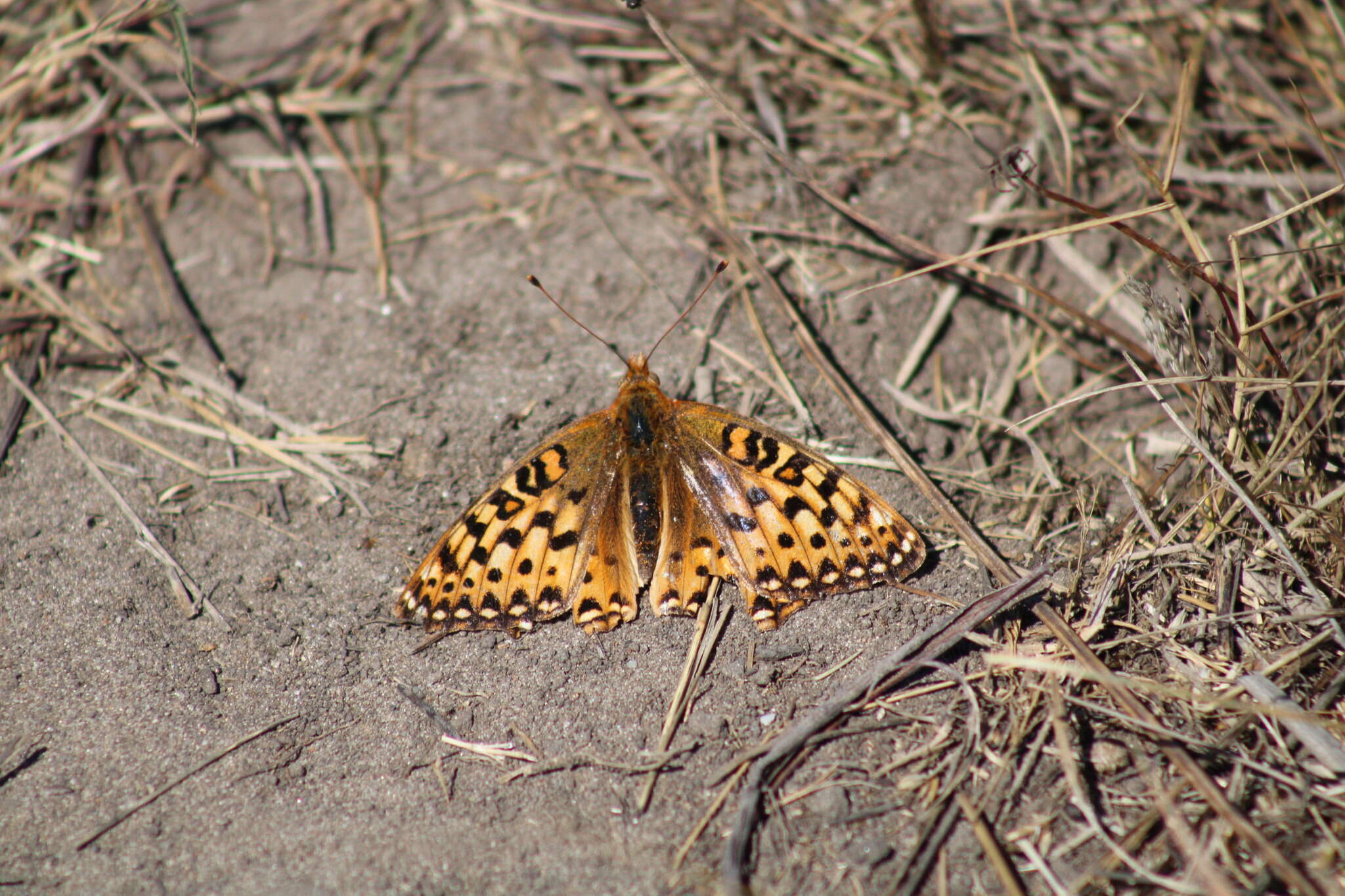 Image de Speyeria zerene behrensii Edwards 1869