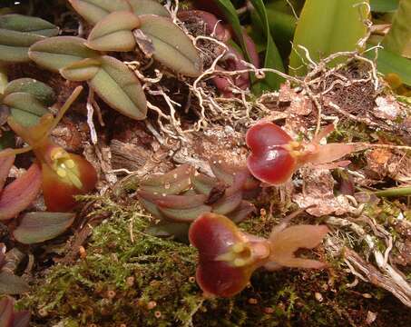 Image of Epidendrum peperomia Rchb. fil.