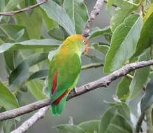 Image of Ceylon Hanging-Parrot