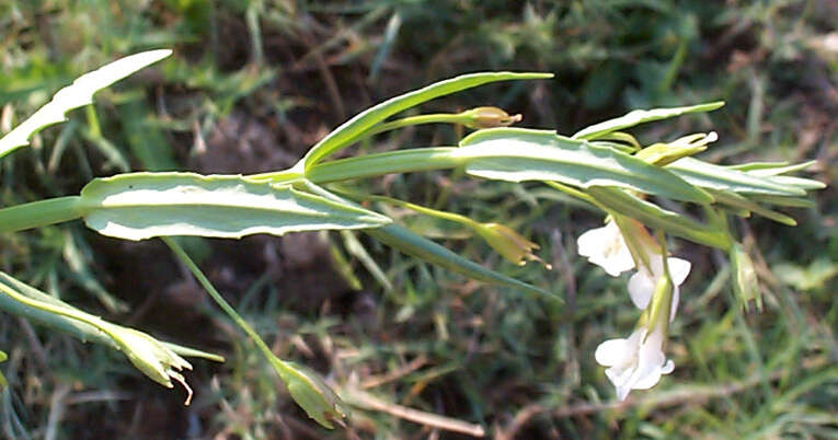 Imagem de Mimulus gracilis R. Br.