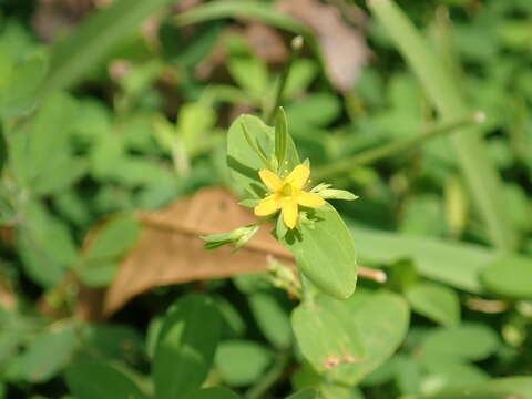 Imagem de Hypericum mutilum L.