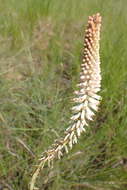 Image of Kniphofia buchananii Baker