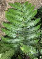 Imagem de Cyathea horrida (L.) Sm.