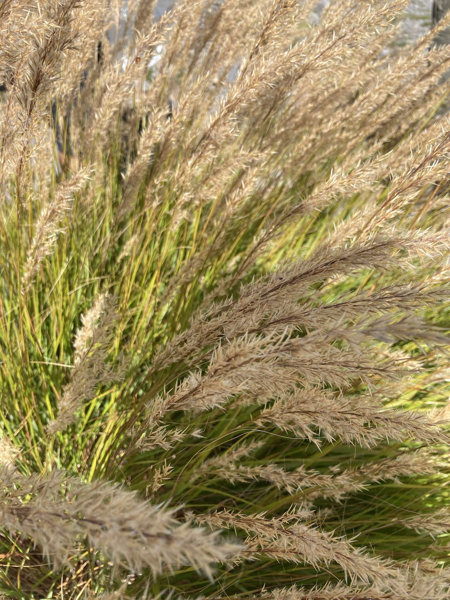 Plancia ëd Achnatherum calamagrostis (L.) P. Beauv.