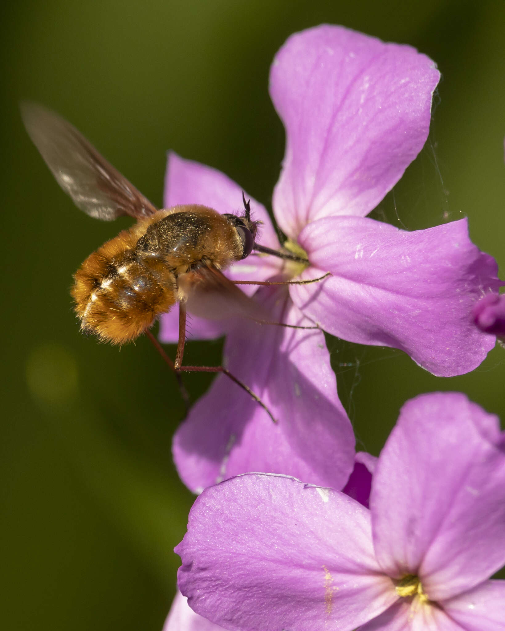 Image of Bombylius mexicanus Wiedemann 1821