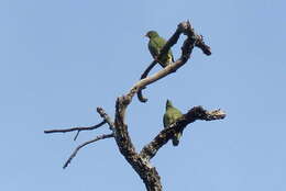 Image of Claret-breasted Fruit Dove