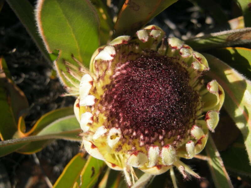 Image of Protea lorifolia (Salisb. ex Knight) Fourc.