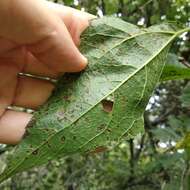 Dendroviguiera eriophora (Greenm.) E. E. Schill. & Panero的圖片