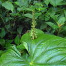 Image of Microchilus erythrodoides (Schltr.) Ormerod