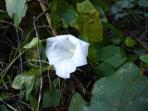 Image of Calystegia lucana (Ten.) G. Don fil.