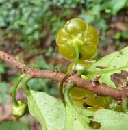 Image of Salacia zenkeri Loes.