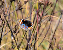 Слика од Junonia orithya madagascariensis Guenée 1872