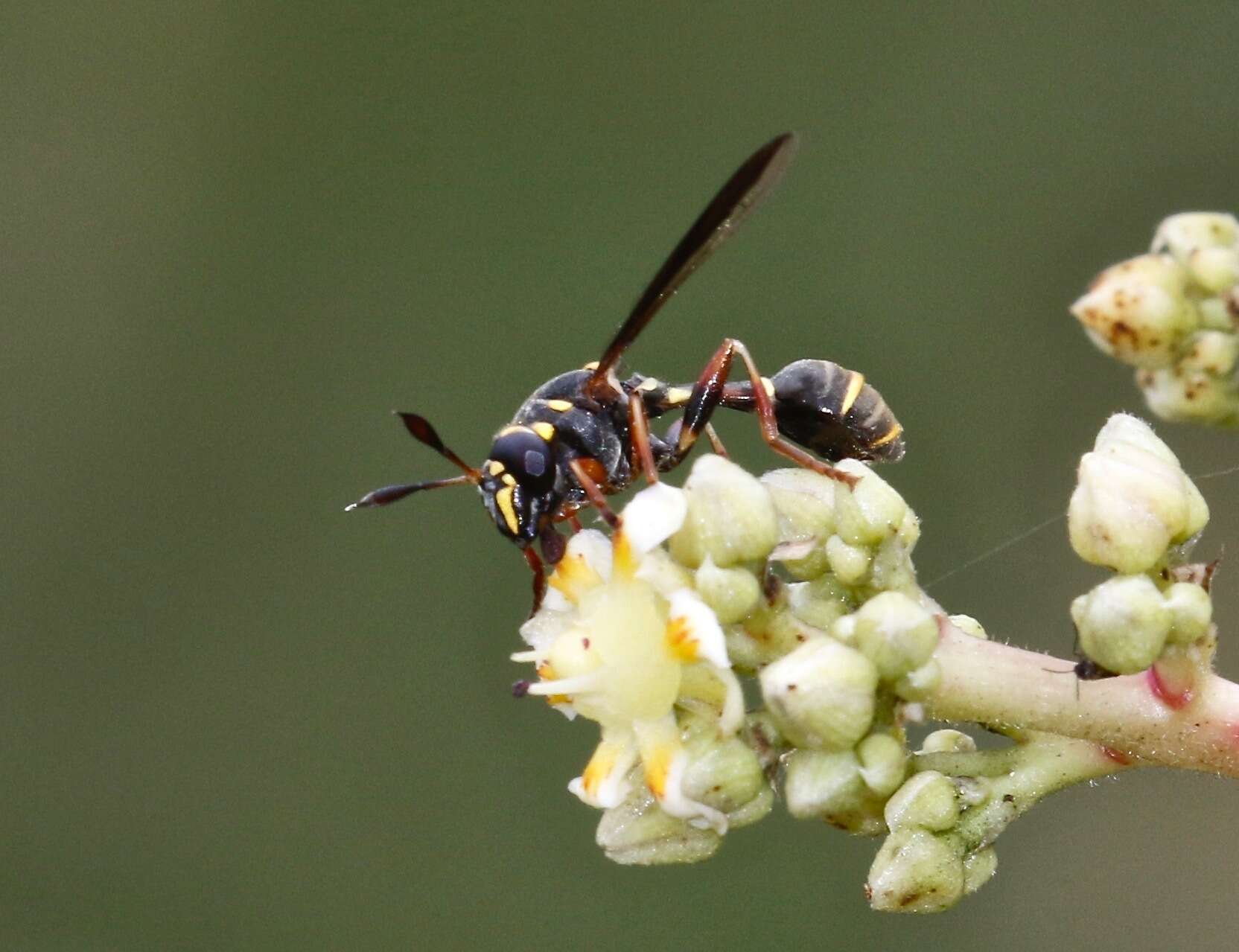 Image of Polybiomyia