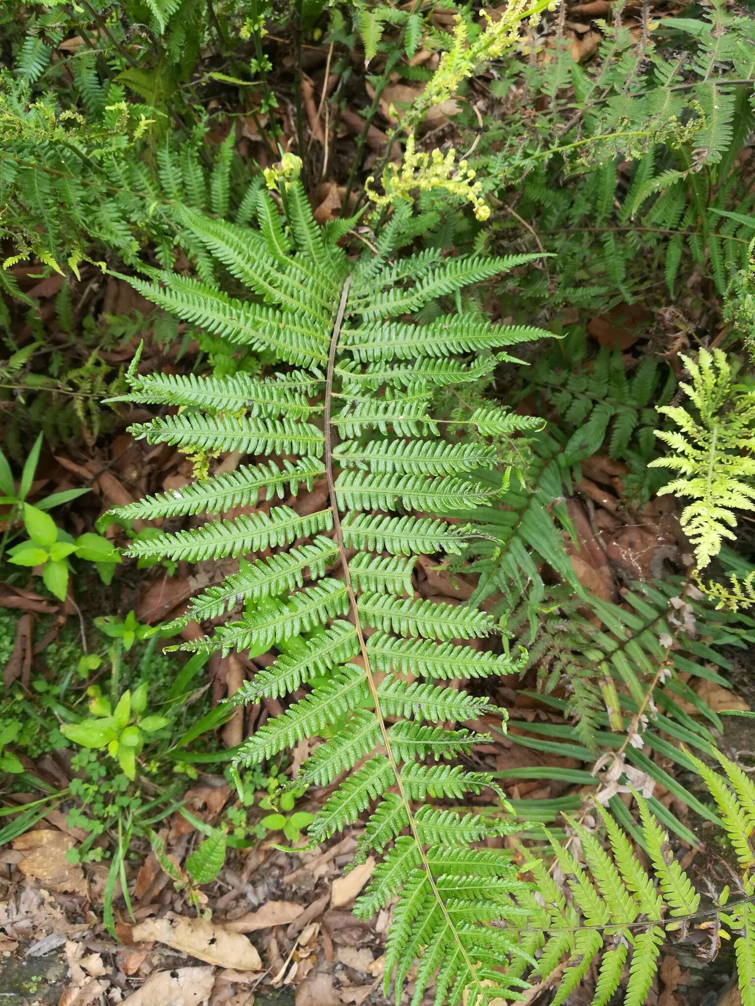 Amauropelta oligocarpa (Humb. & Bonpl. ex Willd.) Pic. Serm.的圖片