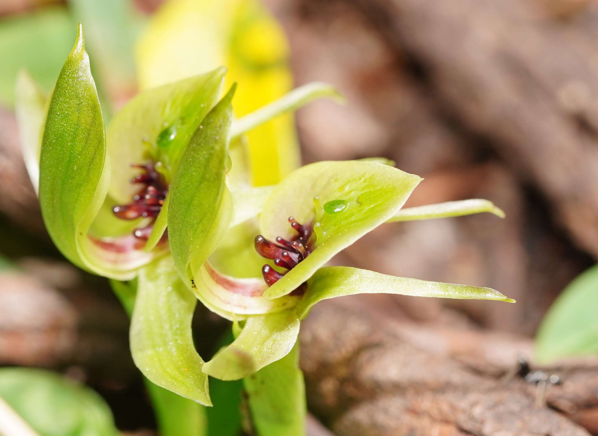 Image of Mountain bird orchid