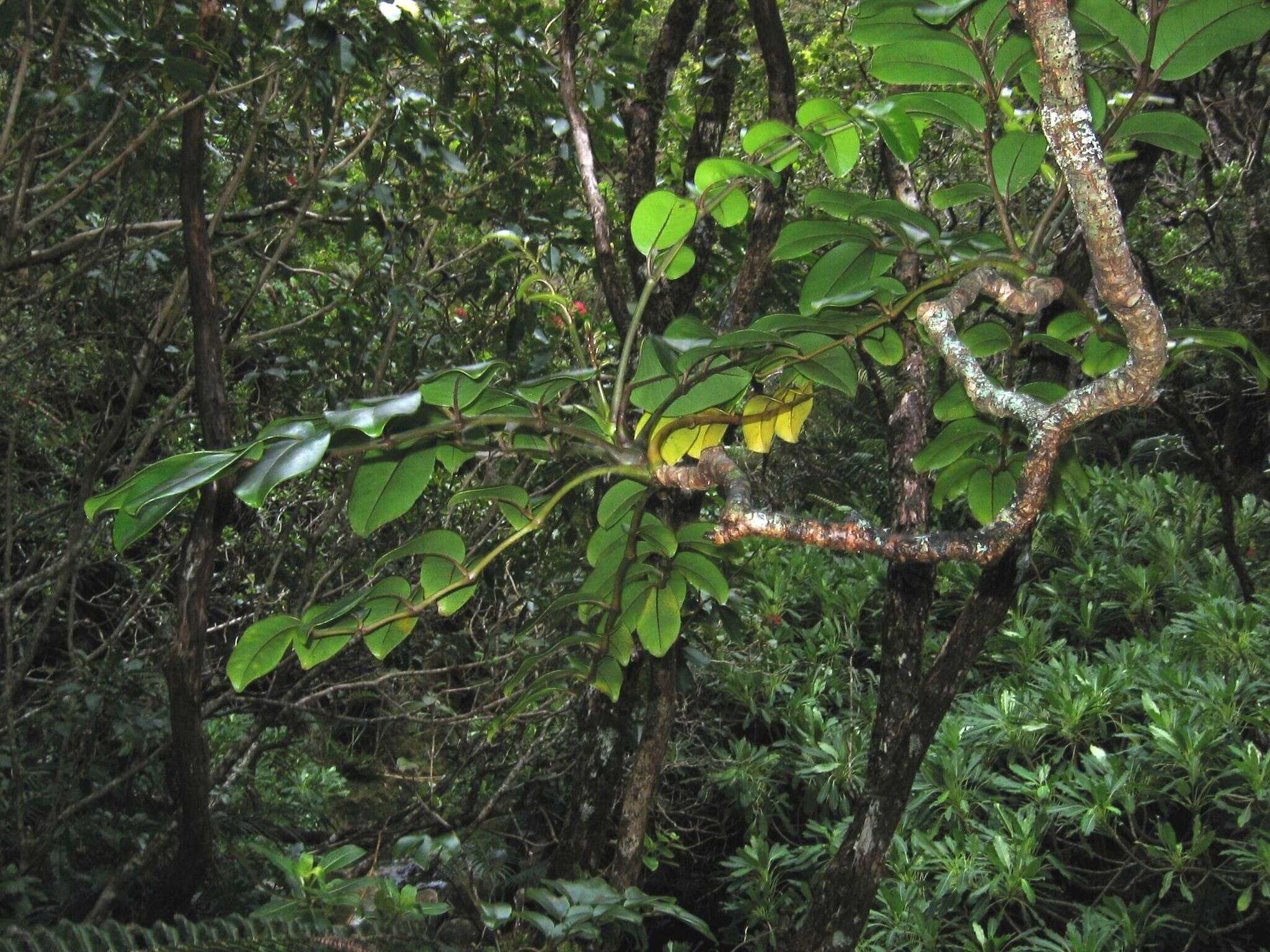 Polyscias oahuensis (A. Gray) Lowry & G. M. Plunkett的圖片