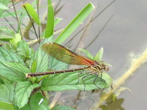 Hetaerina americana (Fabricius 1798) resmi