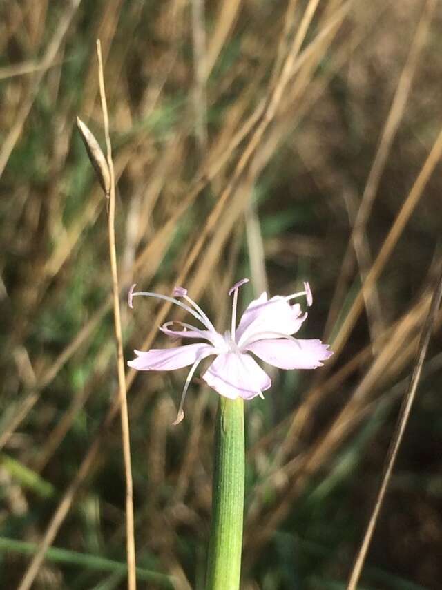 Image of Dianthus pyrenaicus Pourret