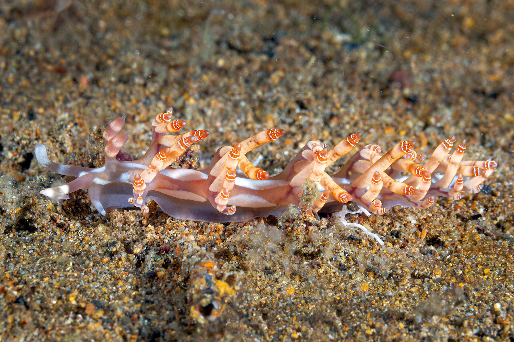 Image of Beautiful red-ring pastel slug