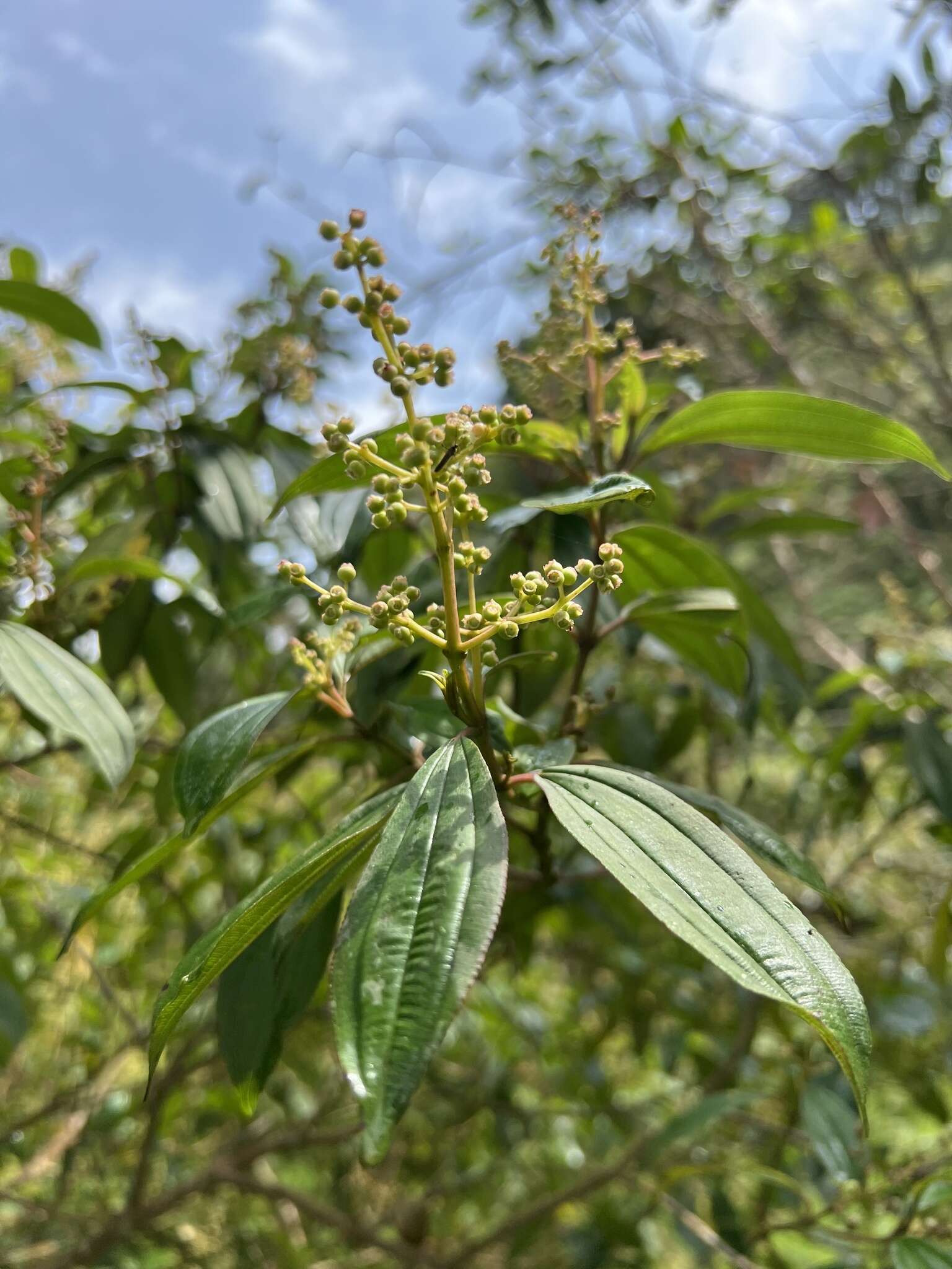 Слика од Miconia theizans (Bonpl.) Cogn.