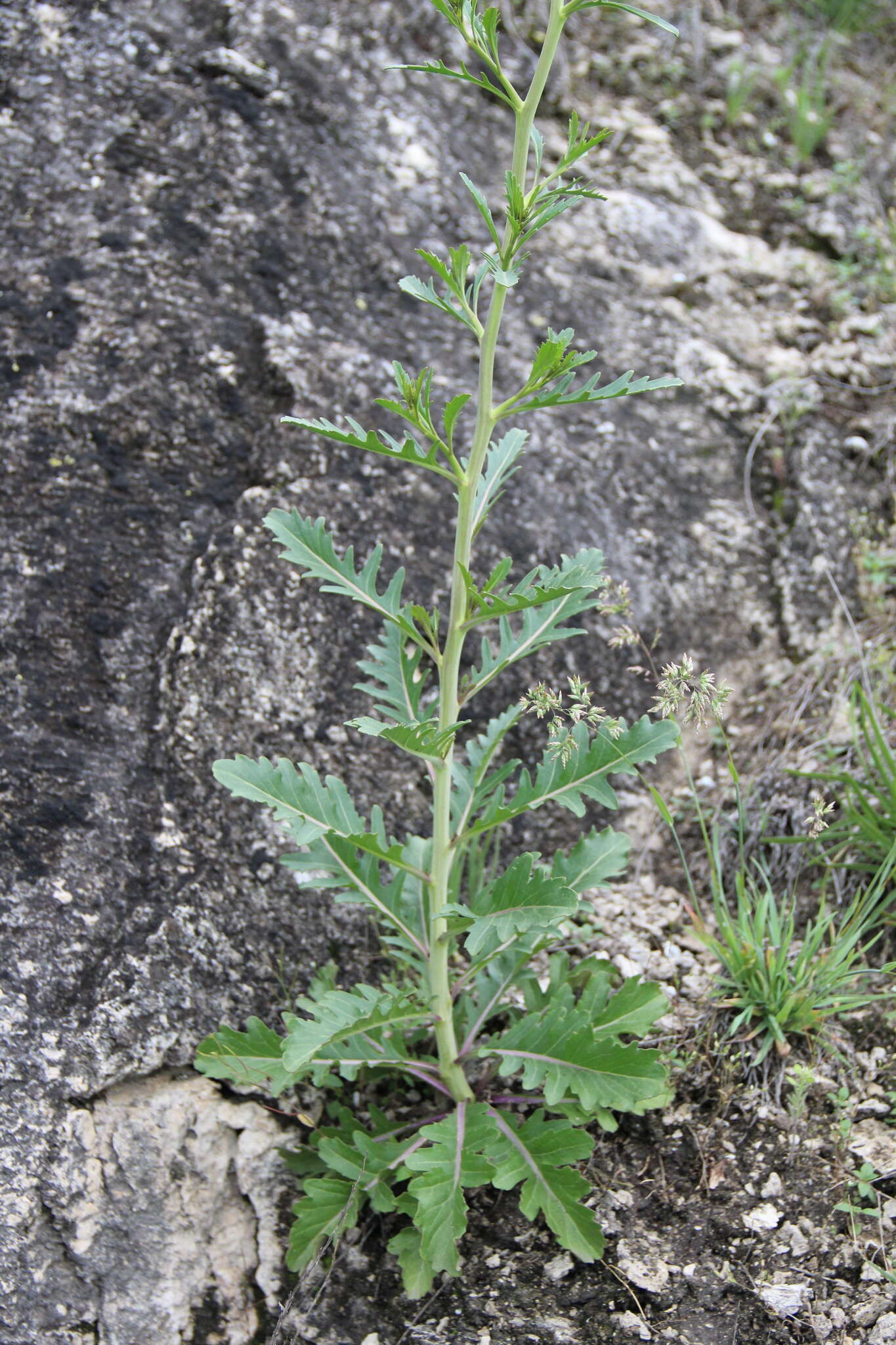 Image of Brassica elongata subsp. integrifolia (Boiss.) Breistr.