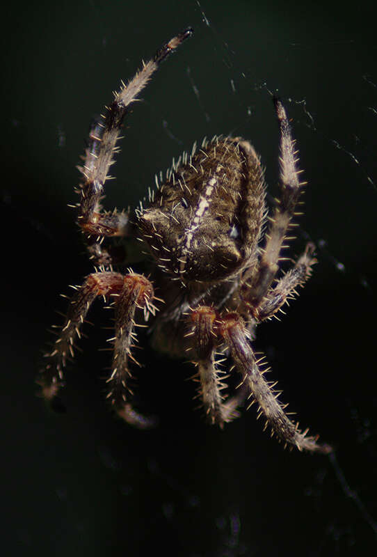 Image de Araneus gemma (McCook 1888)