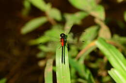 Image de Epithemis mariae (Laidlaw 1915)