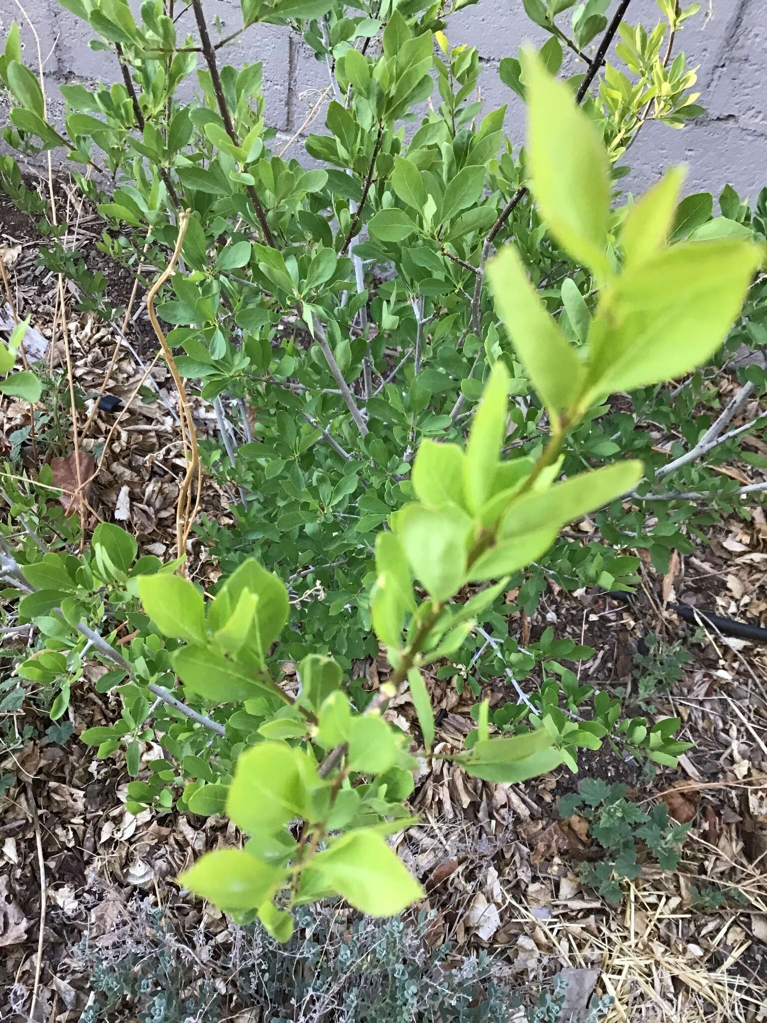 Forestiera pubescens var. pubescens resmi