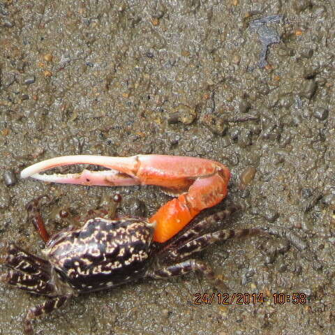 Image of Austruca occidentalis (Naderloo, Schubart & Shih 2016)