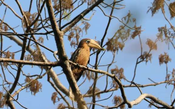 صورة Anorrhinus tickelli (Blyth 1855)