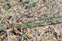 Image of Linum austriacum subsp. austriacum