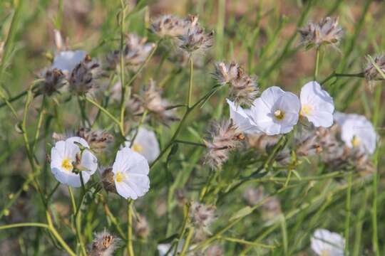 Image of Convolvulus virgatus Boiss.