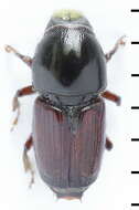 Image of Scolytus sulcifrons Rey 1892