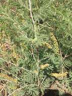 Image de Prosopis farcta (Banks & Sol.) J. F. Macbr.