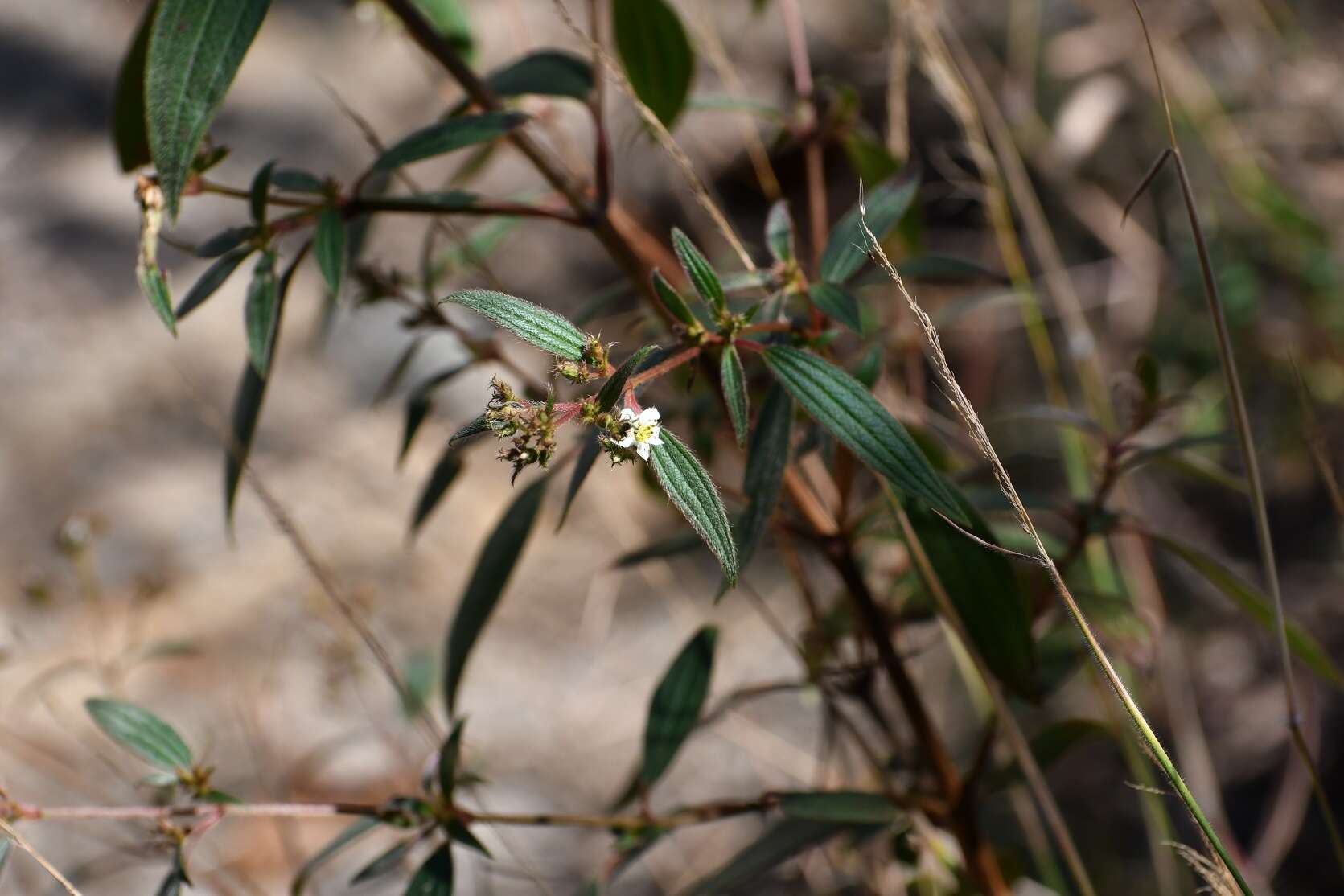 Pleroma longifolium (Vahl) Triana的圖片