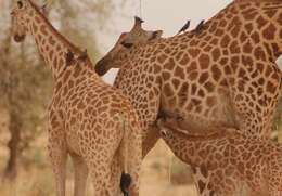 Image of West African Giraffe