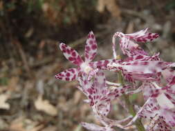 Image of Blotched hyacinth-orchid