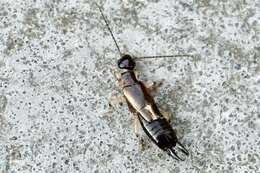 Image of African earwig