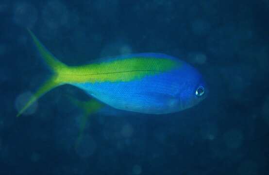 Image of Yellowtail blue snapper