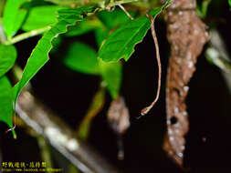 Image of Blunt-head Slug Snake