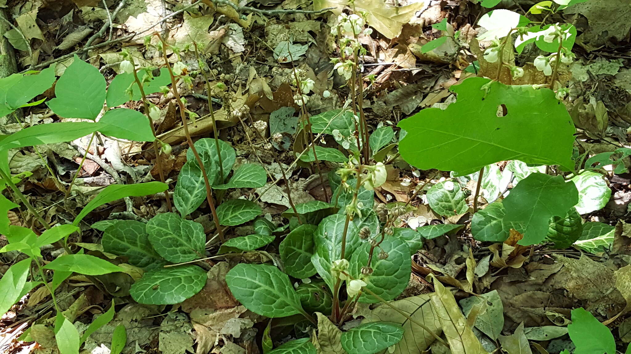 Image of American wintergreen