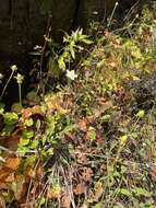 Image of Kidney-Leaf Grass-of-Parnassus