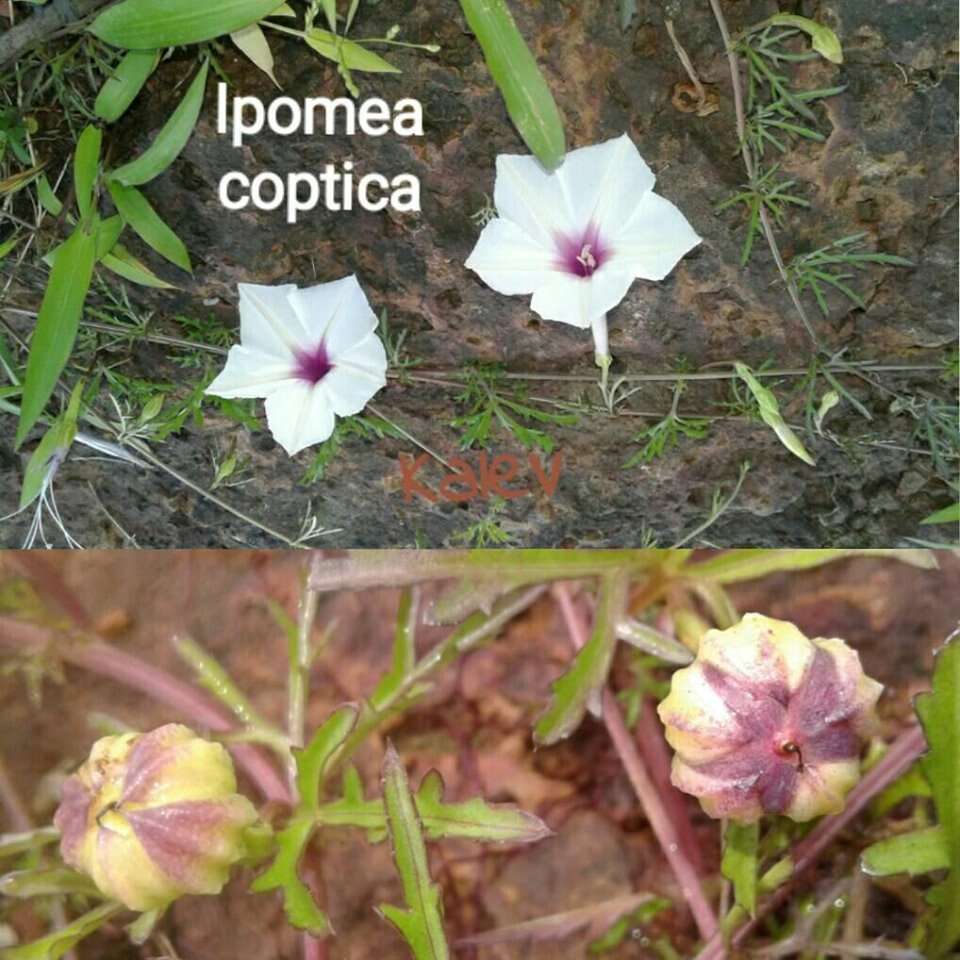 Слика од Ipomoea coptica (L.) Roth