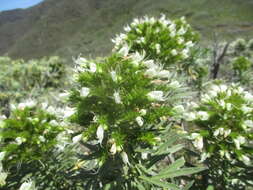 Image of Echium leucophaeum Webb ex Sprague & Hutchinson