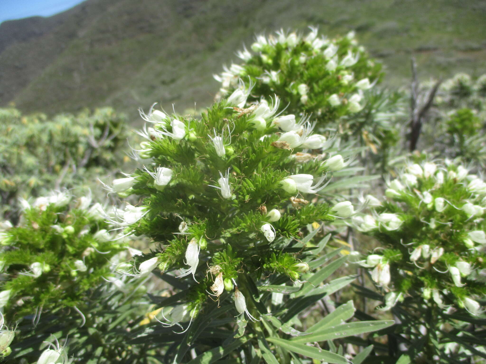 Image of Echium leucophaeum Webb ex Sprague & Hutchinson