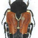 Taeniodera nigrithorax Miksic 1972 resmi