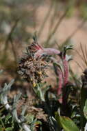 Sivun Ipomopsis spicata subsp. tridactyla (Rydb.) D. Wilken & R. L. Hartman kuva