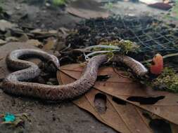 Image of Island Pipe Snake